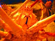 �^�J�A�V�K�j