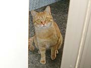 �ジ����l�R