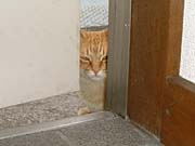 ���ߏo���l�R