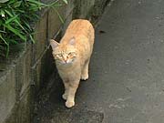 �ʂ肪����l�R