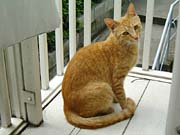 �����łȂɂ��Ă�H