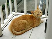 �˂�Ȃ��[��