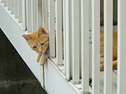 �肪���킢��