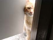 ����Ȃ�����H