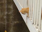 ���ɂ�����