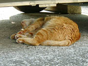 口が三角 口が三角