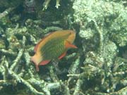 ����ȋ������܂���