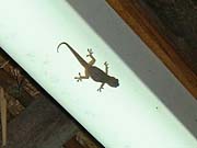 �x�e���̃������B���킢���B�����ł̓����������悤���A�A�������������C�ɂ��Ȃ�