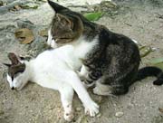 カイジ浜の猫子供。茶トラはいなくて、ほっとした。 カイジ浜の猫子供