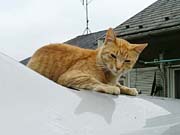 �����̒��g��