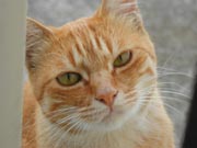 �����̒��g��