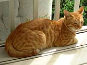 �x�����_�l�R1