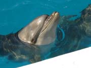 �o���h�E�C���J