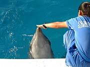 �o���h�E�C���J