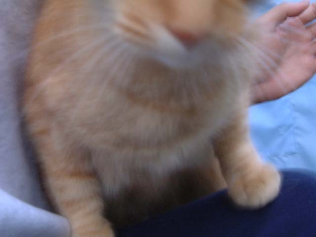 ���Ɏ��������x�����f�B