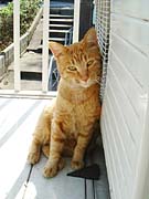 �G�A�R���̎��O�@�ɂ����ꂩ����x�����f�B