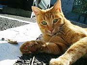 ���ԏ�̃x�����f�B