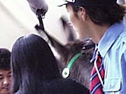 ���V�i���e�̎�